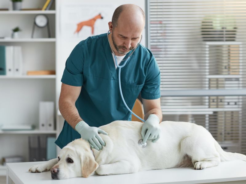 What to Feed Dogs with Upset Stomach