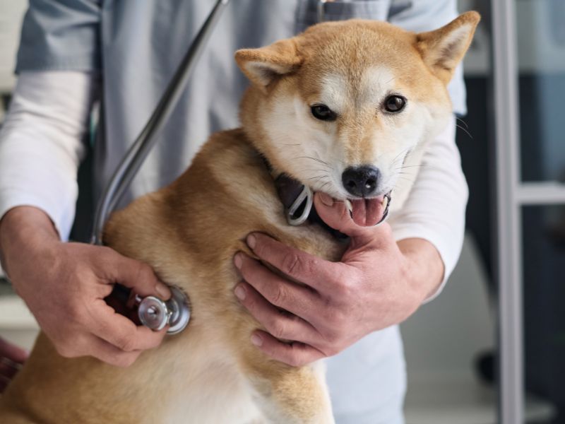 What to Feed Dogs with Upset Stomach