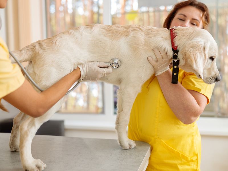 What to Feed Dogs with Upset Stomach