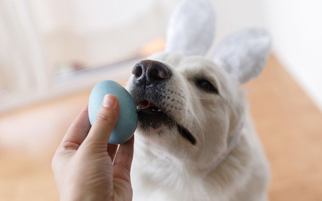 Can Dogs Eat Egg Shells