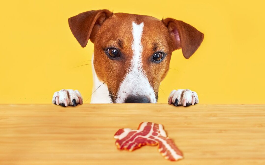 Can Dogs Eat Raw Bacon