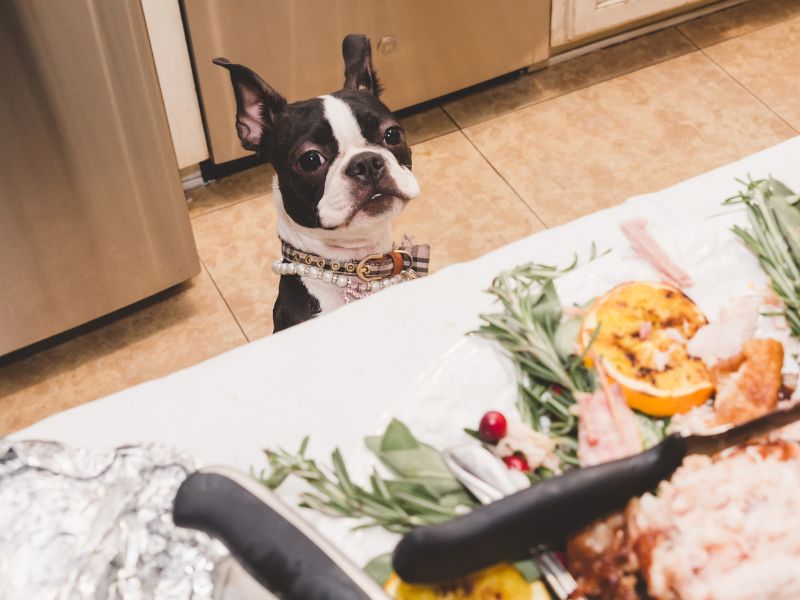 Can Dogs Eat Raw Bacon
