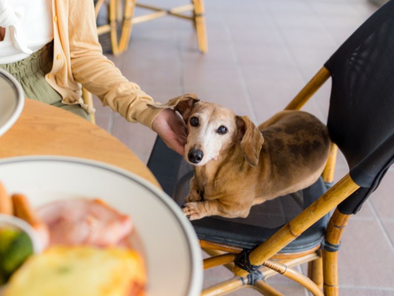 Can Dogs Eat Raw Bacon