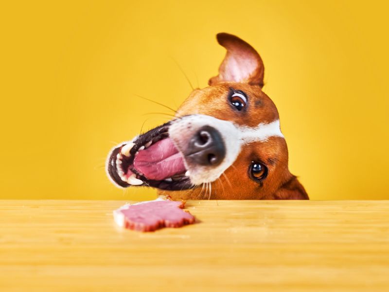 Can Dogs Eat Raw Bacon