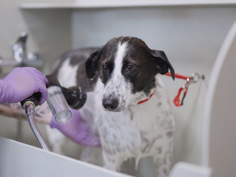 DIY Dog Wash