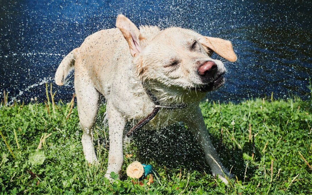 Why Does My Dog Keep Shaking His Head