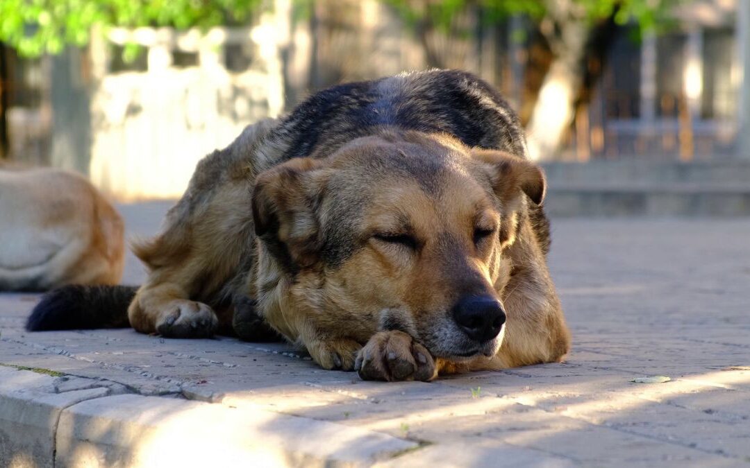 Where to Surrender a Dog