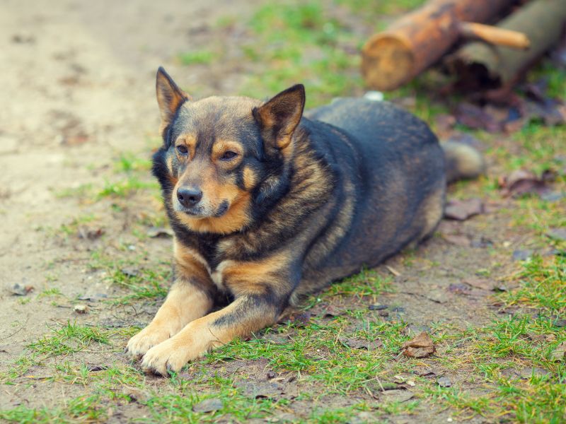 Where to Surrender a Dog