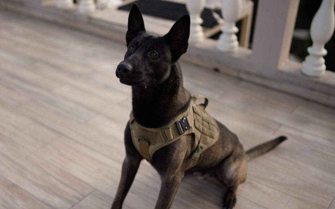 How Much Does A Service Dog Cost