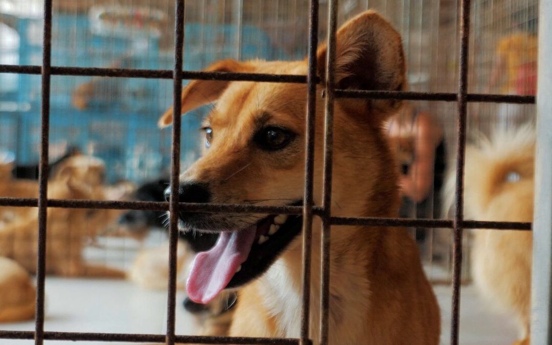 How Much Does Dog Boarding Cost