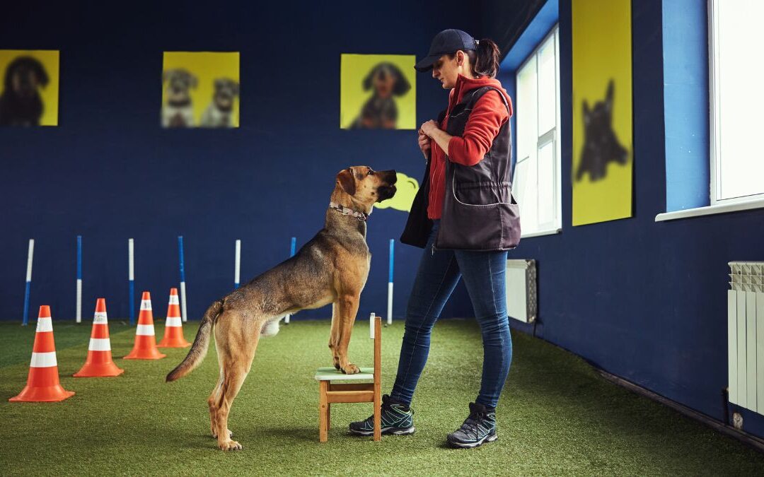 How Much Does Dog Training Cost