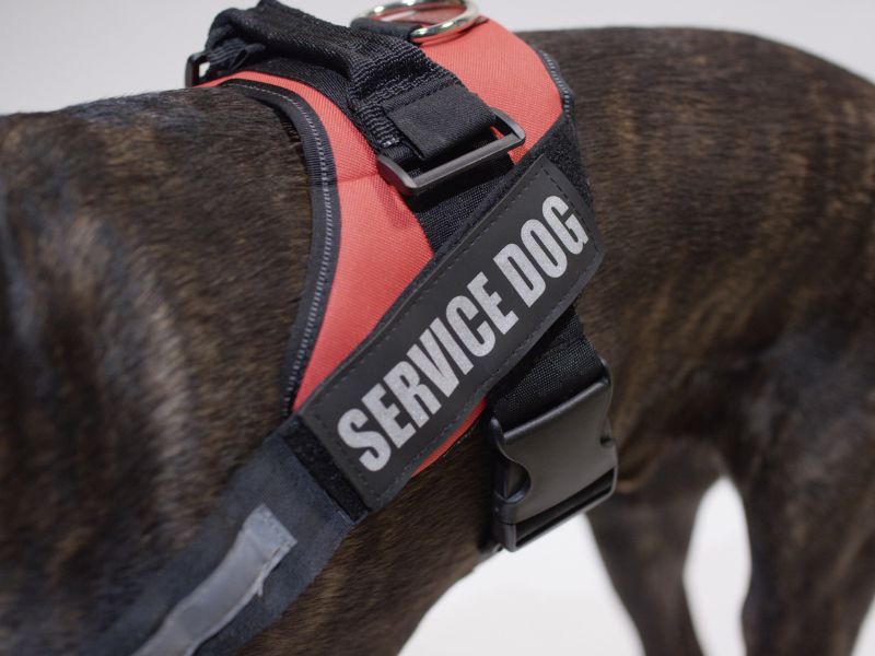 How Much Does A Service Dog Cost