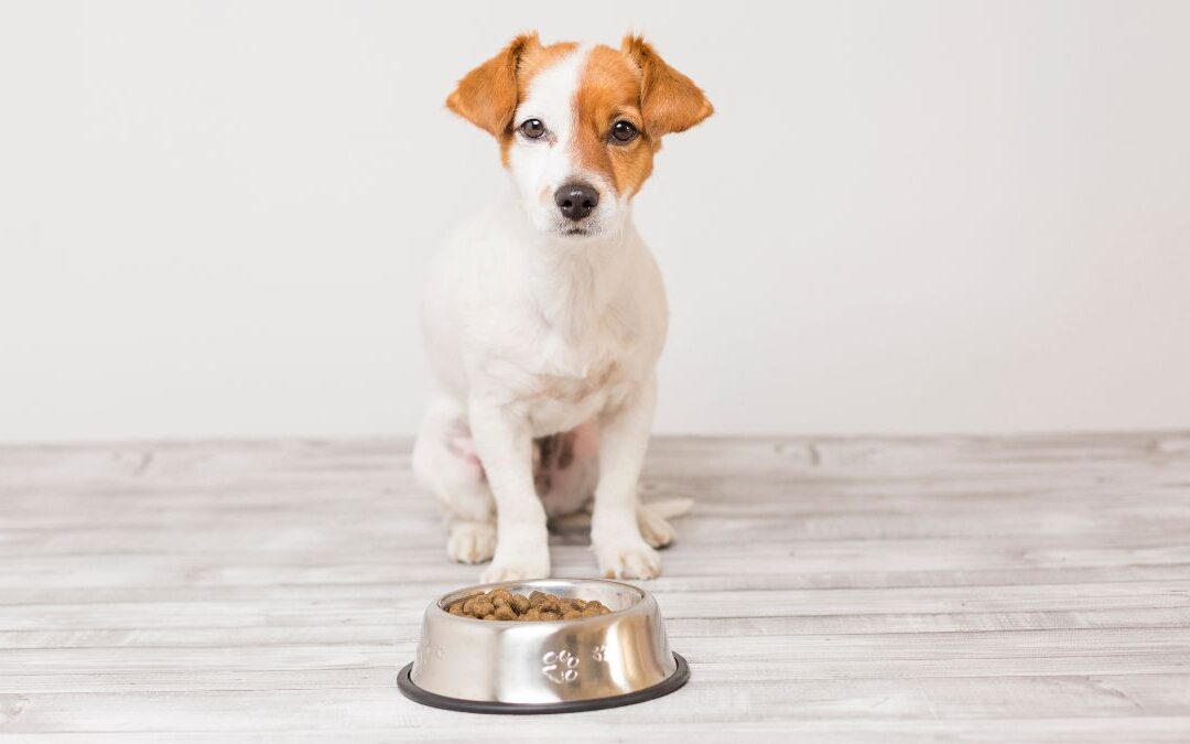 Can Adult Dogs Eat Puppy Food