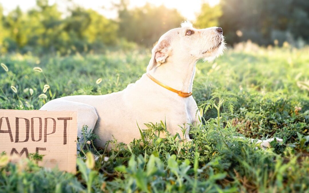 How Much Does It Cost to Adopt a Dog