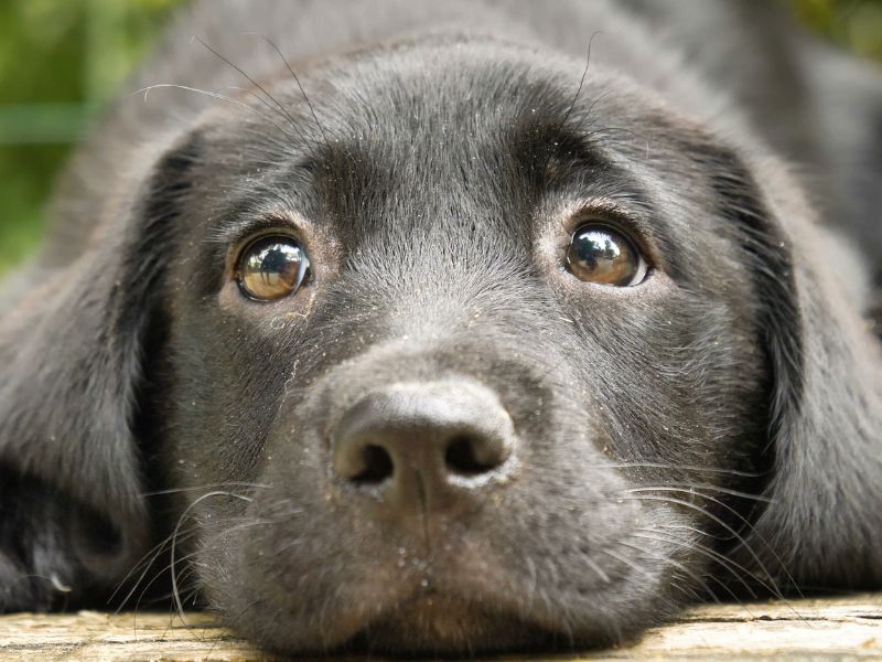 How Much Does It Cost to Adopt a Dog