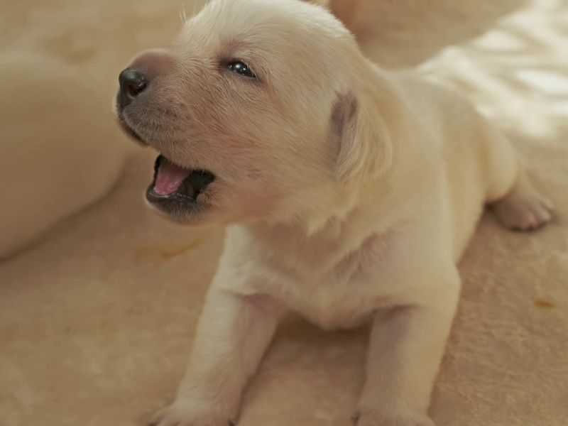 How Much Does It Cost to Adopt a Dog