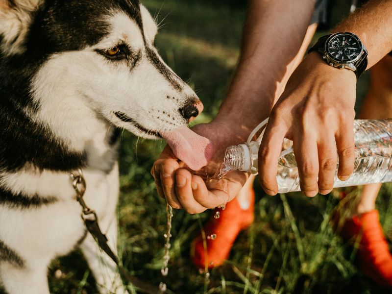 How long can dogs go without water