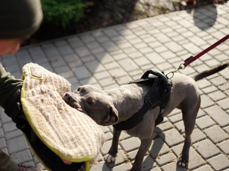 How Much Does A Service Dog Cost