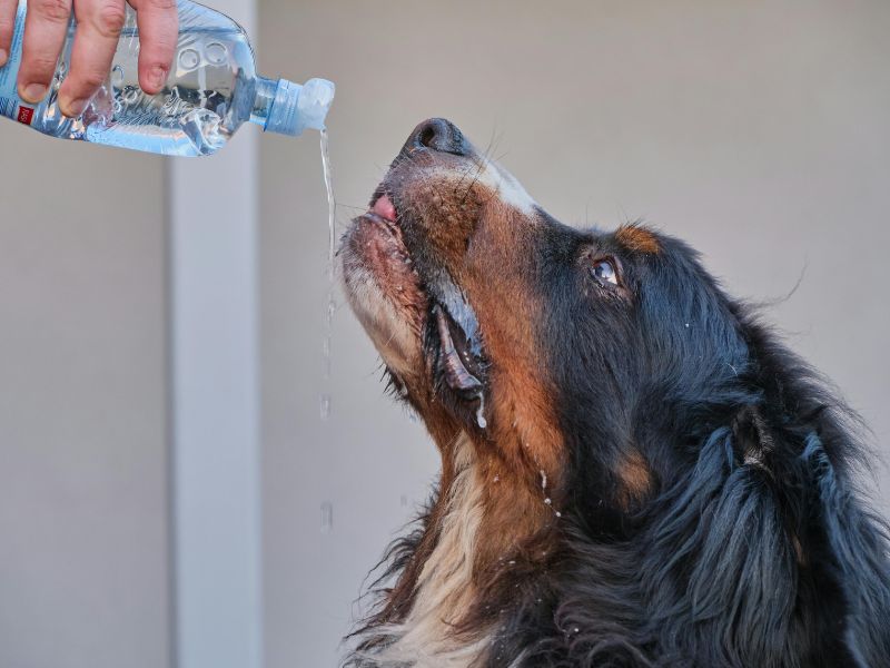 How long can dogs go without water
