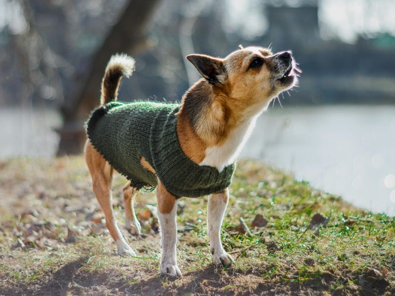 How to Stop Dog Barking in Seconds