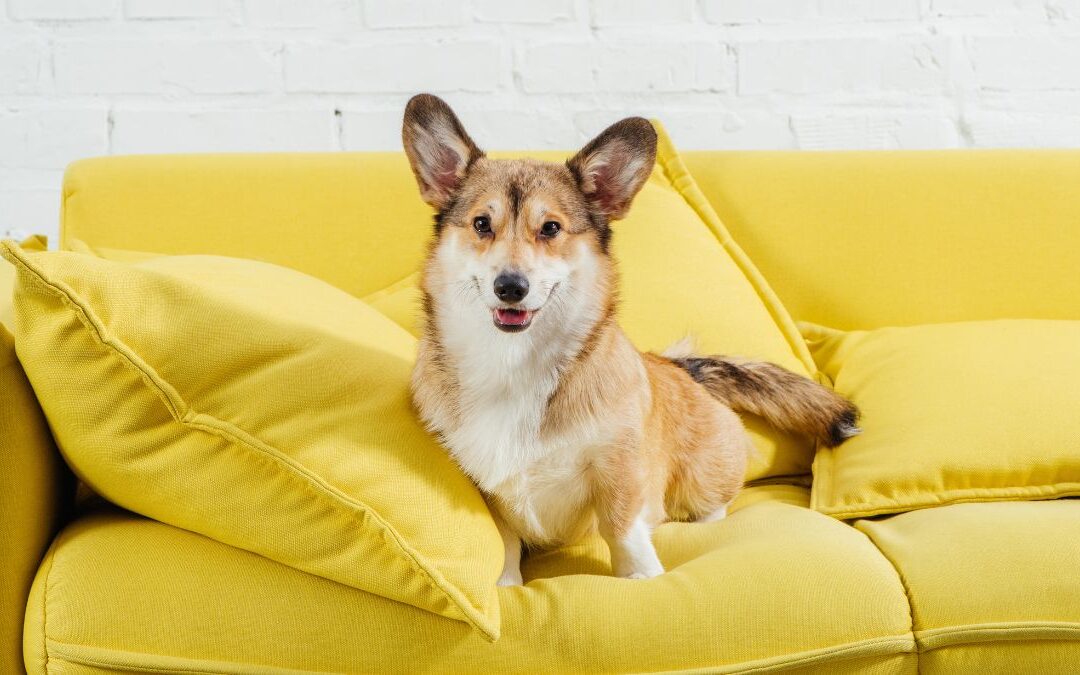 How to Get Dog Pee Smell Out of Couch