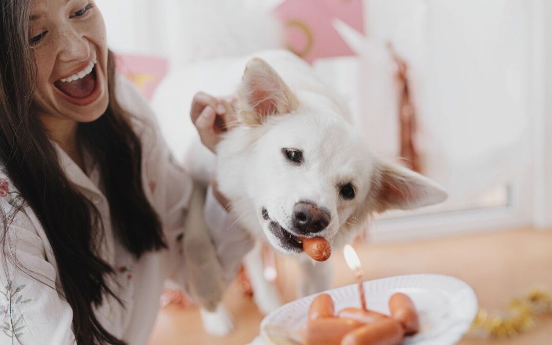 How to Stop Food Aggression in Dogs