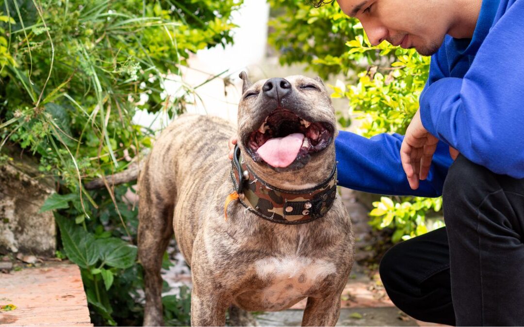 How to Take Care of a Dog: Complete Guide