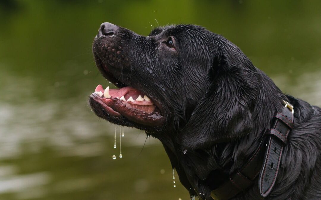 Is Excessive Drooling in Dogs An Emergency